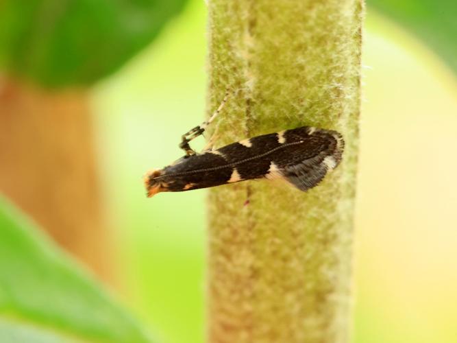 Callisto denticulella © Anne Allart-Mury