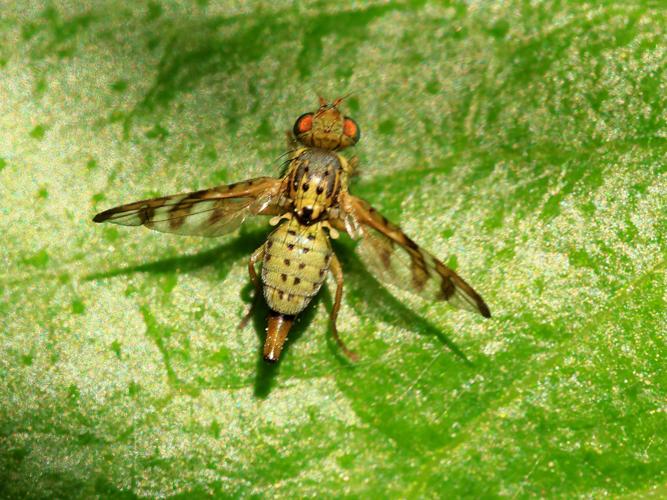 Chaetostomella cylindrica © Anne Allart-Mury