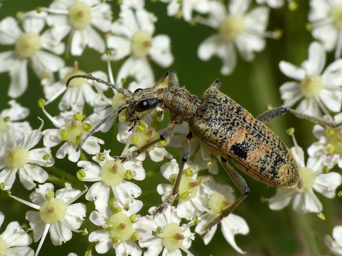 Rhagie mordante (Rhagium mordax) © Morvan Debroize