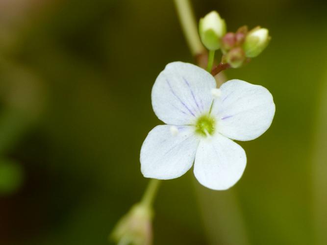 Véronique à écus (Veronica scutellata) © Morvan Debroize