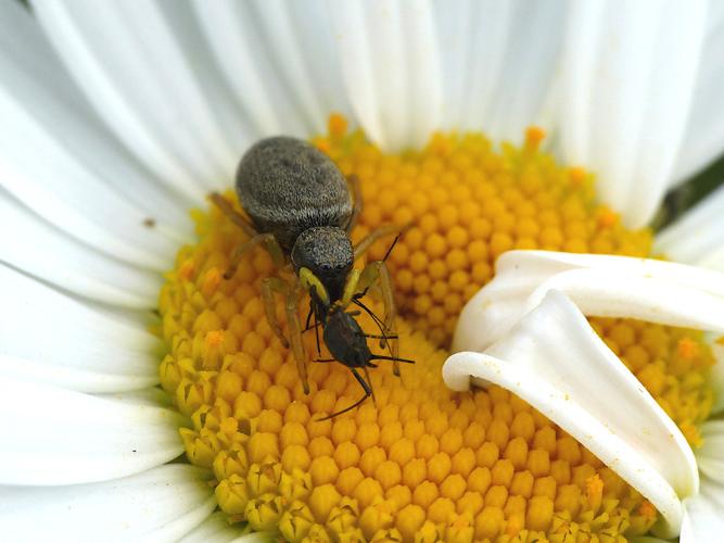 Heliophanus flavipes © Morvan Debroize