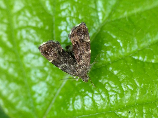 Anthophila fabriciana © Morvan Debroize