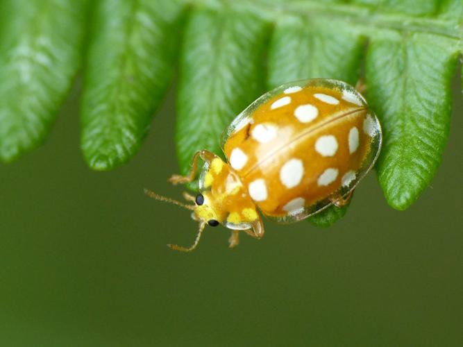 Grande coccinelle orange (Halyzia sedecimguttata) © Morvan Debroize