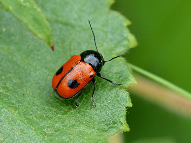 Cryptocéphale à deux points (Cryptocephalus bipunctatus) © Morvan Debroize