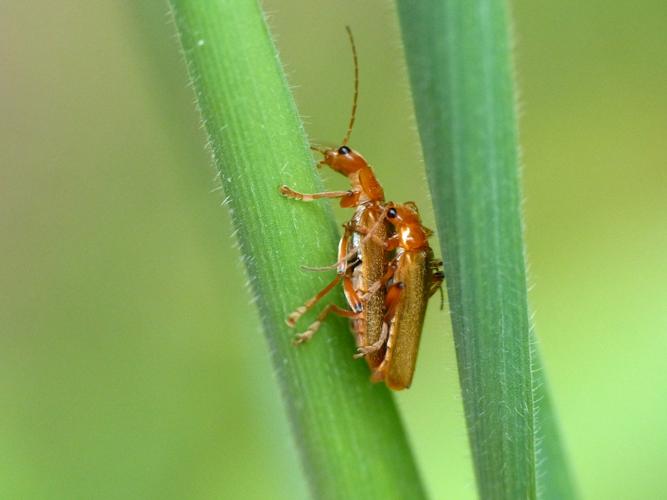 Cantharis cryptica © Morvan Debroize