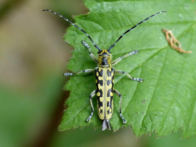 Saperde postale (Saperda scalaris) © Morvan Debroize