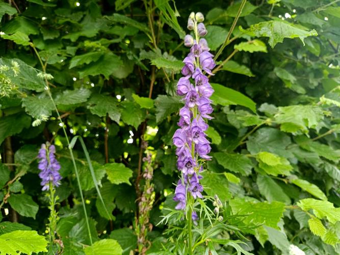 Aconit napel (Aconitum napellus) © Guillaume Gall