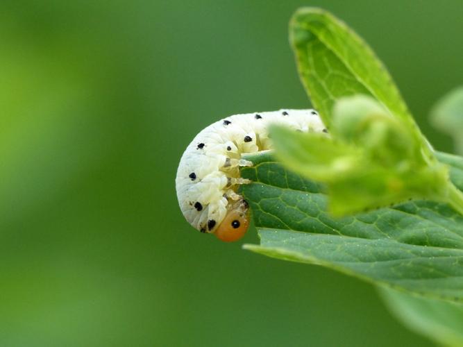 Tenthredo zona © Morvan Debroize