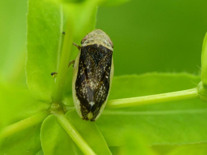Philène spumeuse (Philaenus spumarius) © Morvan Debroize