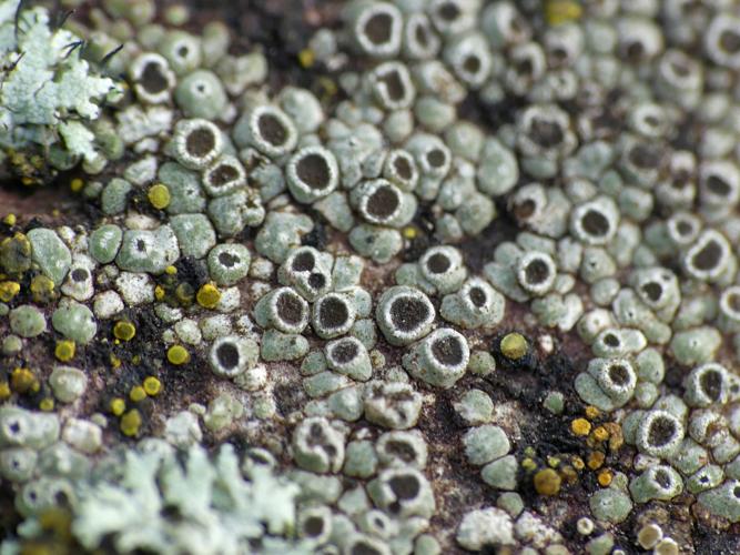Circinaria contorta © Morvan Debroize