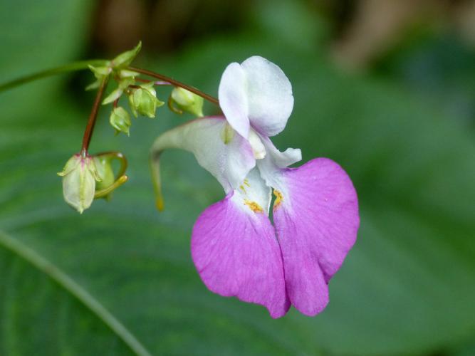 Impatience de Balfour (Impatiens balfouri) © Morvan Debroize