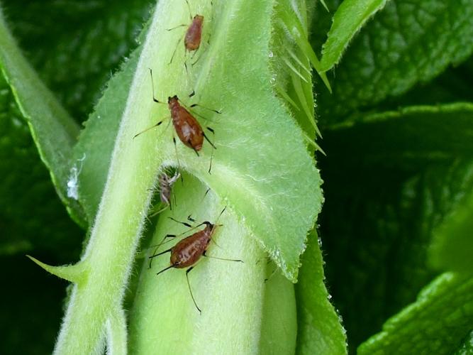 Macrosiphum rosae © Christina Bot