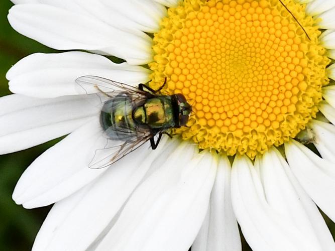 Neomyia cornicina © Christina Bot