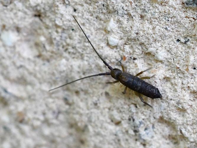 Pogonognathellus longicornis © Christina Bot