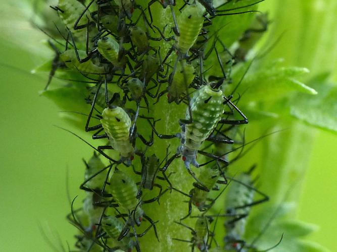 Macrosiphoniella tanacetaria © Morvan Debroize