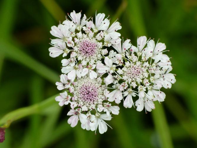 Oenanthe fistuleuse (Oenanthe fistulosa) © Morvan Debroize