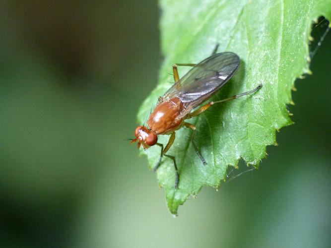 Neuroctena anilis © Morvan Debroize