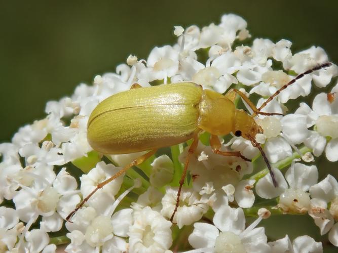 Allécule citron (Cteniopus sulphureus) © H. TINGUY / INPN