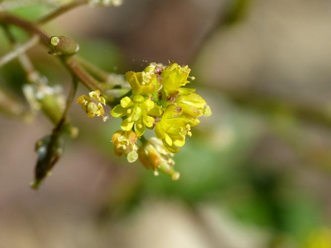 Rorippe faux-cresson (Rorippa palustris) © Morvan Debroize