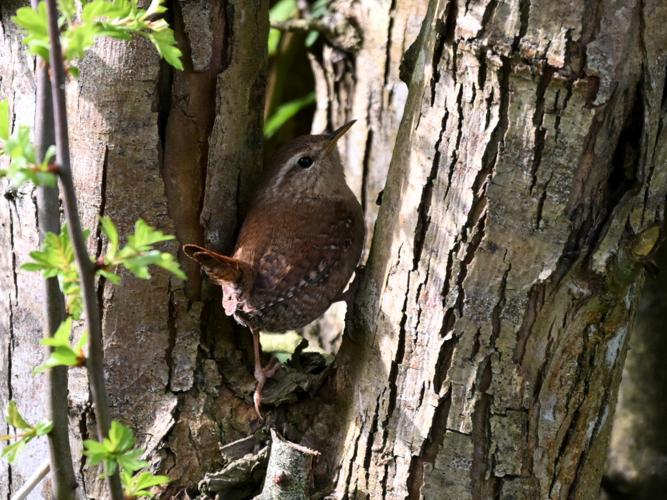 Troglodyte mignon (Troglodytes troglodytes) © Arnaud Lerondeau