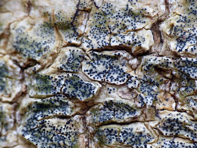 Pyrenula chlorospila © Morvan Debroize