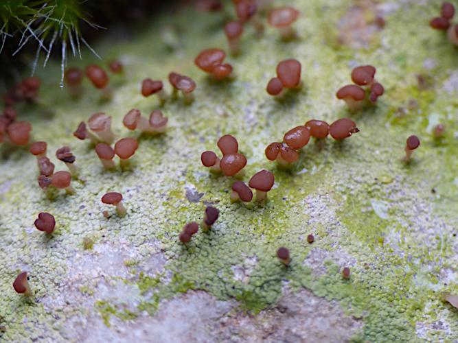 Baeomyces rufus © Morvan Debroize