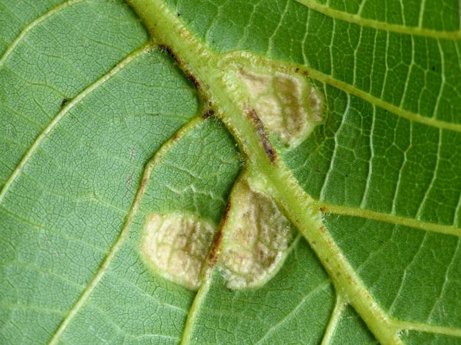 Aceria erinea, galles sur Noyer commun © Morvan Debroize