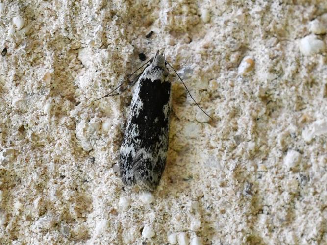 Anacampsis blattariella © Christina Bot