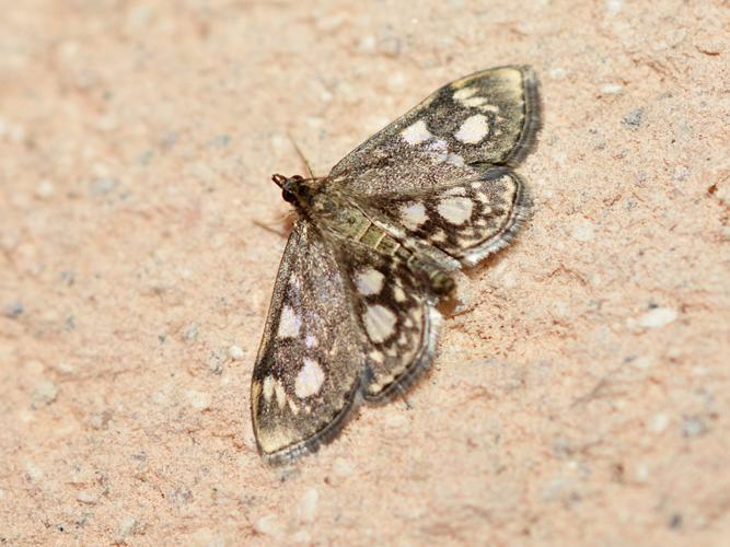 Anania coronata © Christina Bot