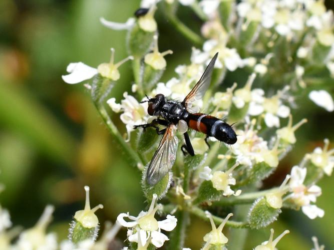 Cylindromyia auriceps © Christina Bot