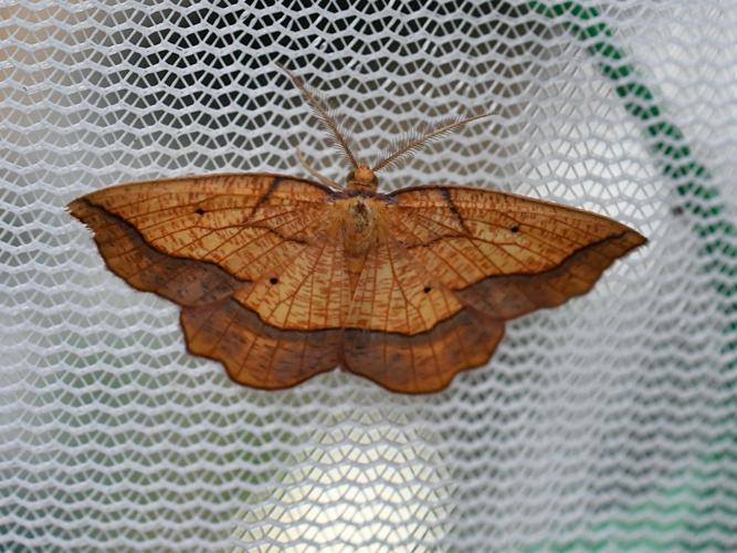 Epione marginée (Epione repandaria), mâle © Christina Bot