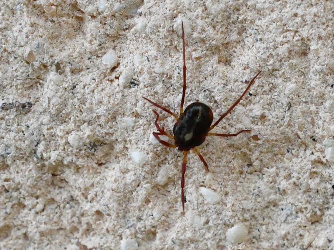 Erythraeus sp. © Christina Bot