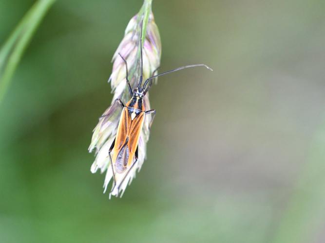 Leptopterna dolabrata © Christina Bot