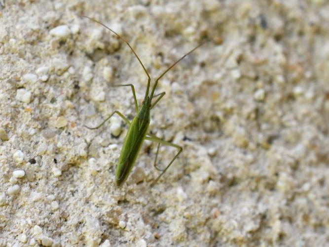 Punaise verte à antennes droites (Megaloceroea recticornis) © Christina Bot