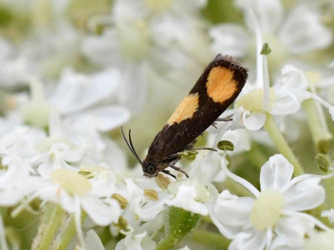 Pammene aurana © Christina Bot
