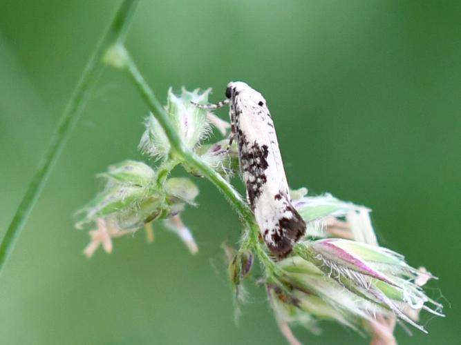 Prays fraxinella © Christina Bot