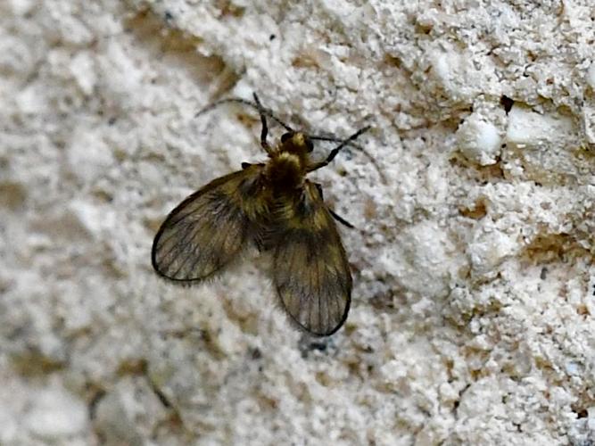 Trichomyia sp. © Christina Bot