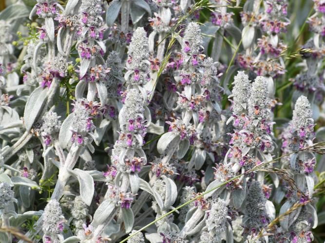 Épiaire laineuse (Stachys byzantina) © Sophie Madec