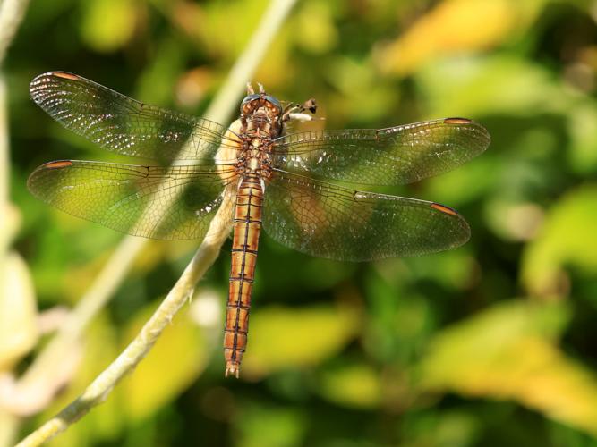 Orthétrum brun (Orthetrum brunneum), femelle © Anne Allart-Mury