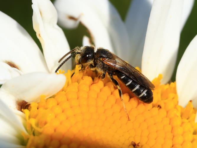Halictus maculatus, mâle © Anne Allart-Mury
