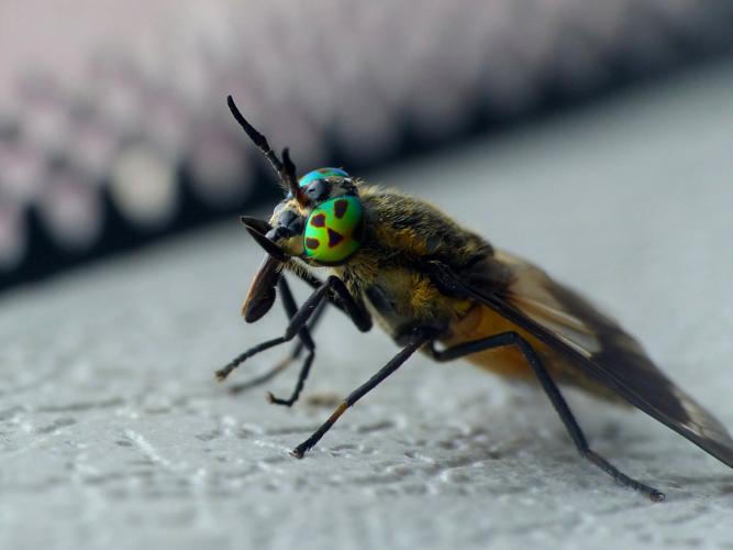 Chrysops caecutiens © Morvan Debroize