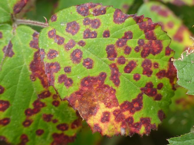 Phragmidium violaceum © Morvan Debroize