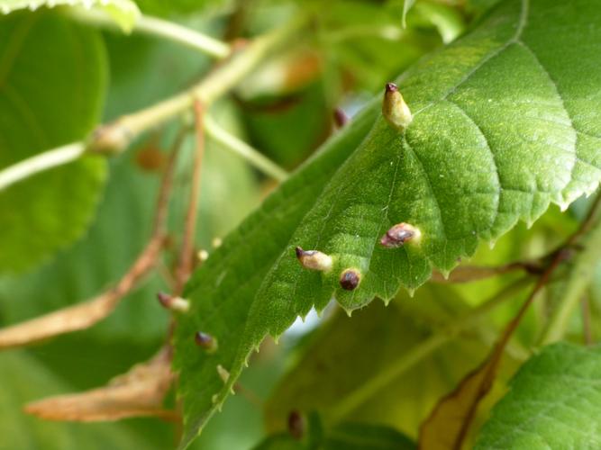 Eriophyes tiliae © Morvan Debroize