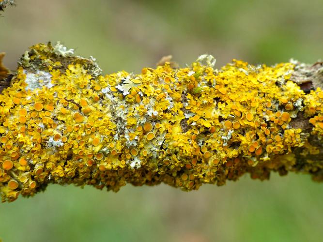 Xanthoria parietina © Morvan Debroize