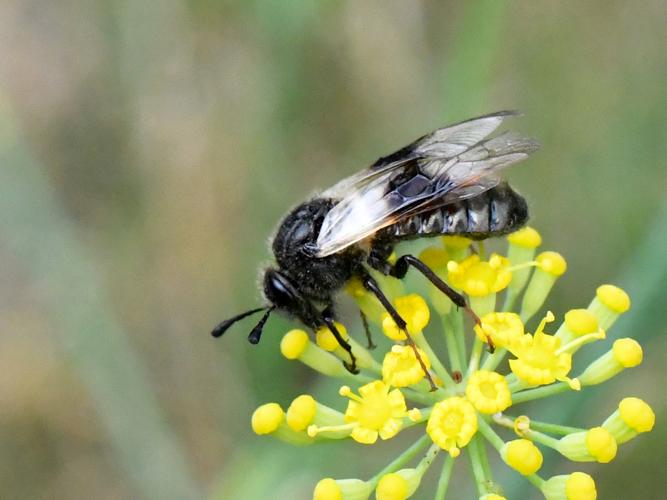 Abia fasciata © Christina Bot