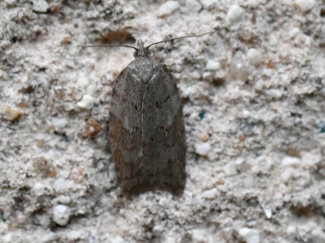 Acleris sparsana © Christina Bot