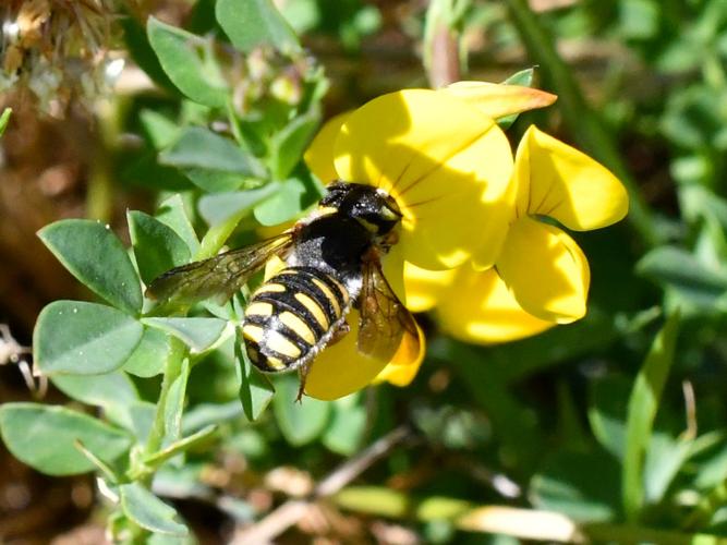 Anthidium oblongatum © Christina Bot