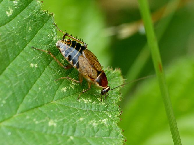 Blatte sylvestre (Ectobius sylvestris) © Morvan Debroize