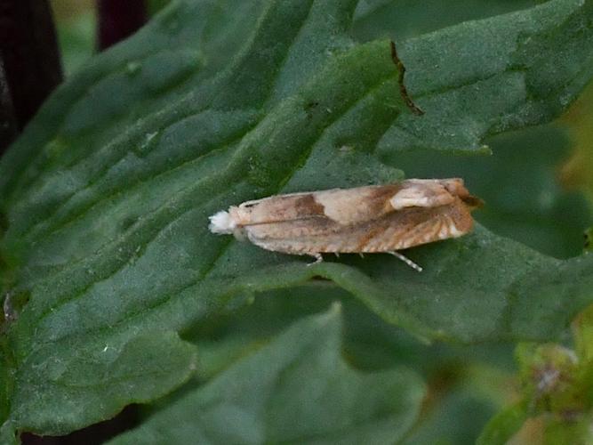 Eucosma conterminana © Christina Bot