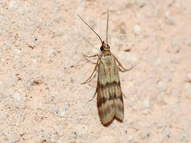 Phycide du plantain (Homoeosoma sinuella) © Christina Bot